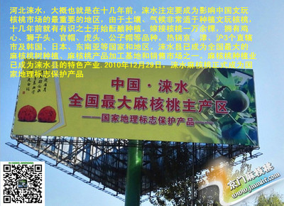 麻核桃树苗价格与移栽成活率详解——以野三坡为例